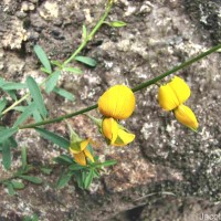 Crotalaria albida B.Heyne ex Roth